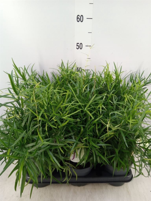 <h4>Asparagus falcatus</h4>