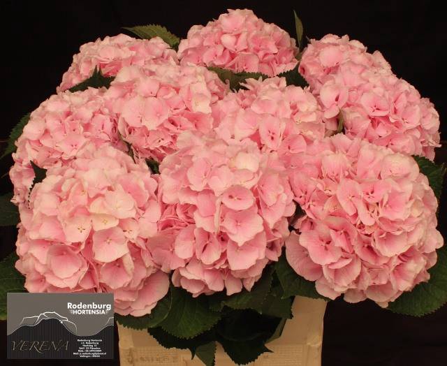<h4>Hydr Verena Pink Rodenburg</h4>