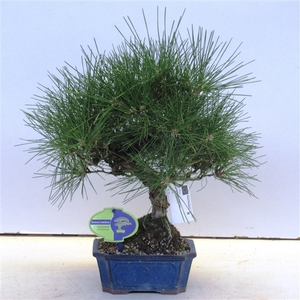 Pinus thunbergii