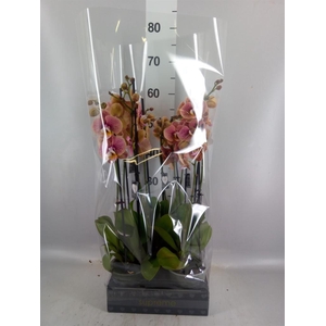 Phalaenopsis   ...rose