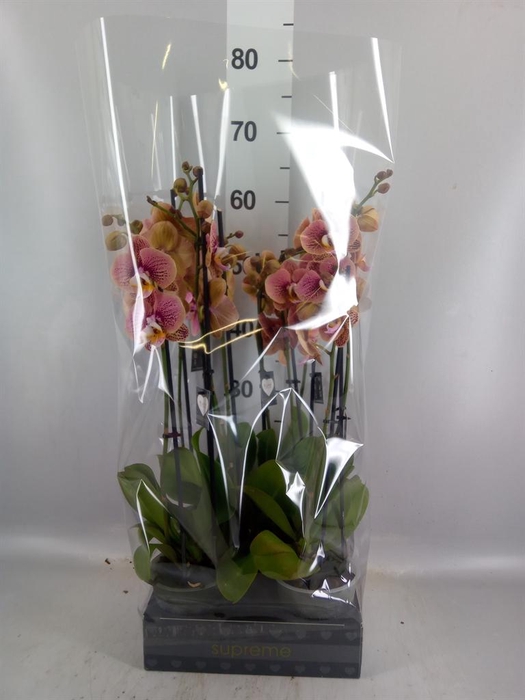 <h4>Phalaenopsis   ...rose</h4>