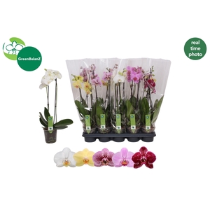 PHAL GEM