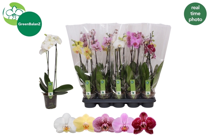 <h4>PHAL GEM</h4>