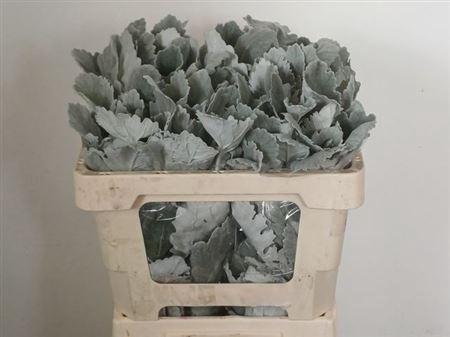 <h4>Jacobaea New Look</h4>