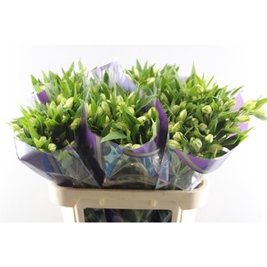 Alstr White Swan (wit)