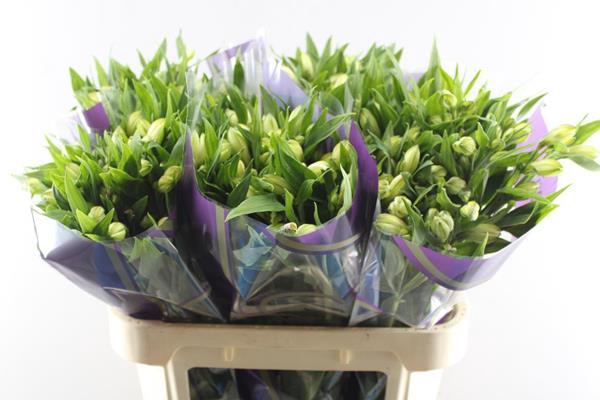 <h4>Alstr White Swan (wit)</h4>