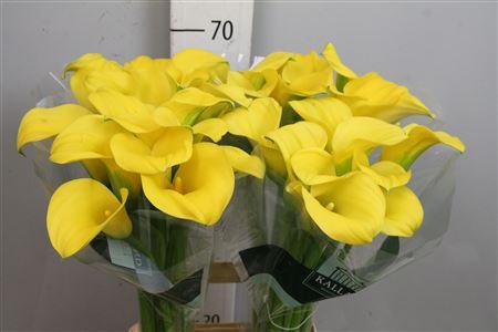 <h4>Zant Goldcup</h4>