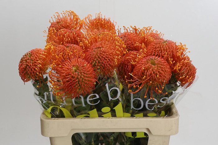 Nutans Ayoba Orange Zest