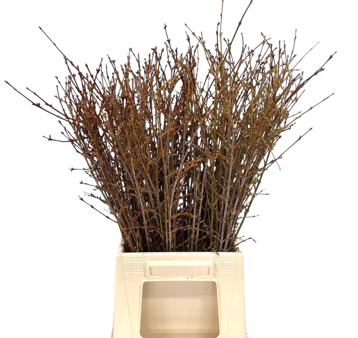 <h4>Forsythia Bos</h4>