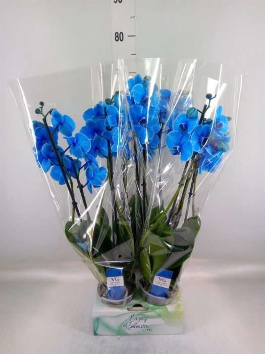 <h4>Phalaenopsis   ...</h4>