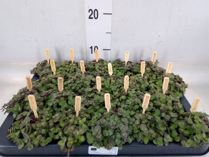 <h4>Callisia repens 'Turtle'</h4>