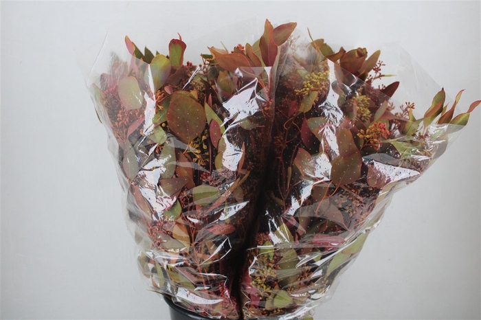 <h4>Euca Populus Berry 200gr De Luxe P Bunch</h4>