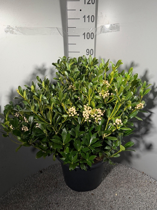 <h4>SKIM JAPONICA</h4>