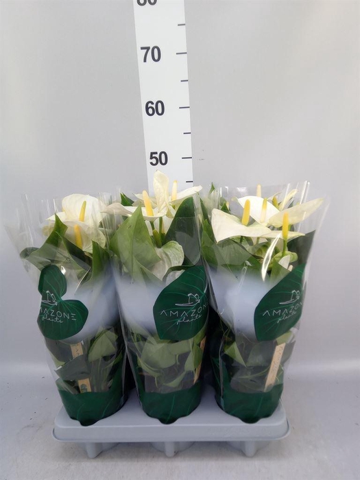 <h4>Anthurium andr. 'Samora'</h4>