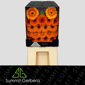 Germini Mix Orange Diamond