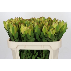 Leucadendron Goldstrike