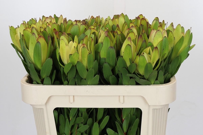 Leucadendron Goldstrike