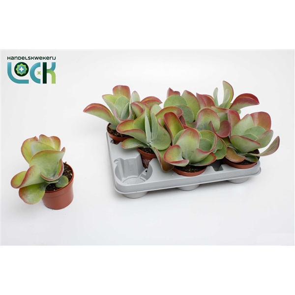 <h4>Kalanchoë Thyrsiflora (Red Lips)</h4>
