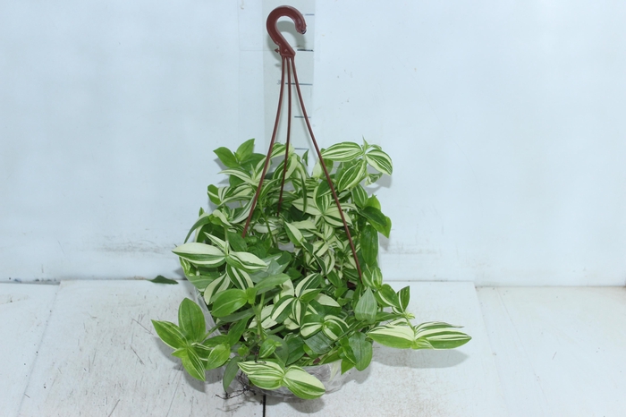 <h4>TRADESCANTIA YELLOW HILL C21</h4>