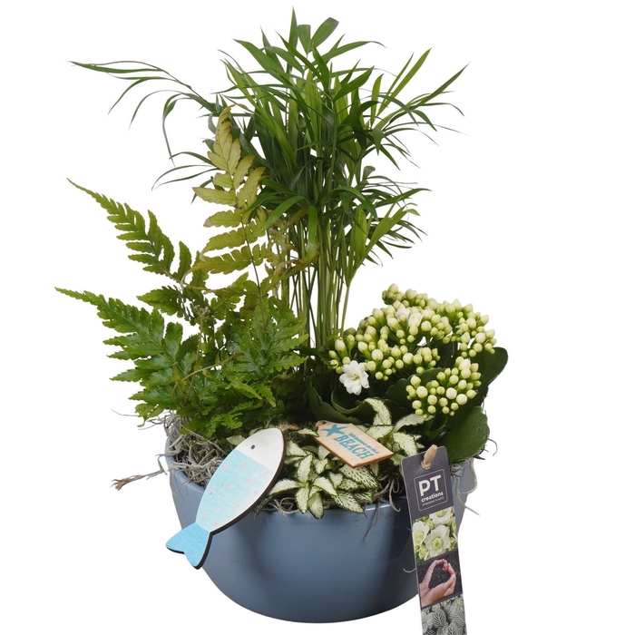 <h4>Arr.   Planten L%</h4>