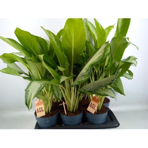 Aglaonema  'Cleopatra'