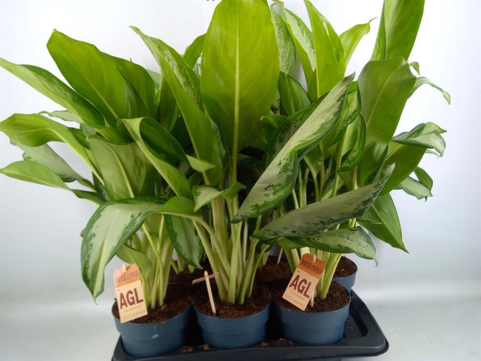 <h4>Aglaonema  'Cleopatra'</h4>