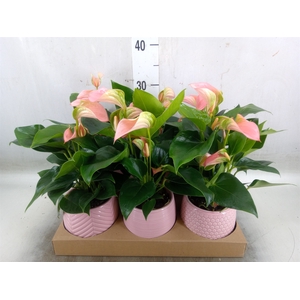 Anthurium   ...mix