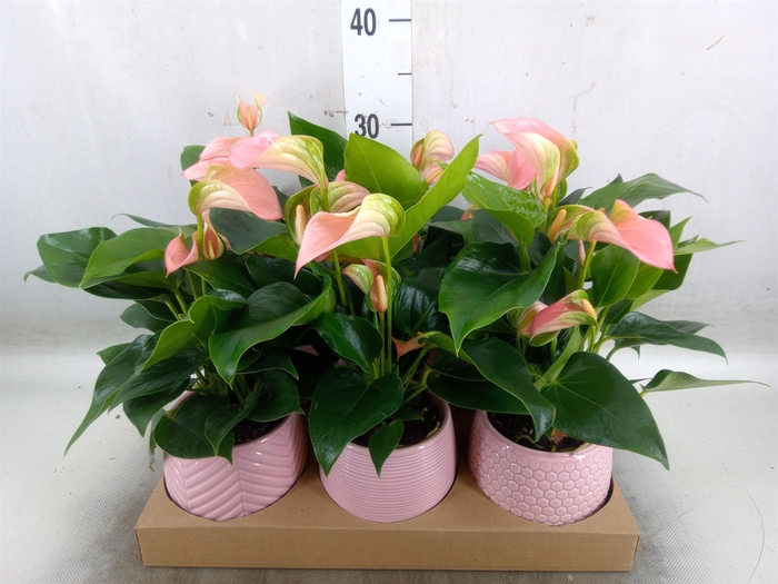 <h4>Anthurium   ...mix</h4>