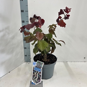 Corylus avellana