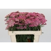 Achillea Millefolium Bianca Classic