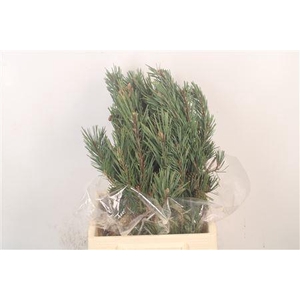 Pinus Mugo Per Bunch