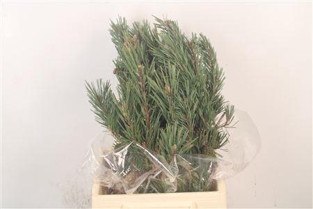 <h4>Pinus Mugo Per Bunch</h4>