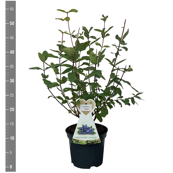 <h4>Lonicera k. 'Maitop' (honingbes) 3liter</h4>