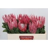 Protea Cynaroides Claire
