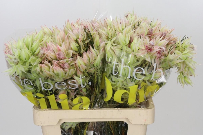 <h4>Blushing Bride 10+ Flowers</h4>