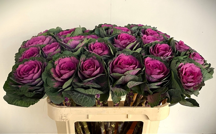 <h4>BRASS RED CRANE</h4>