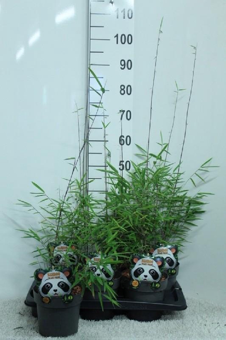 <h4>Fargesia nitida 'Black Pearl'</h4>