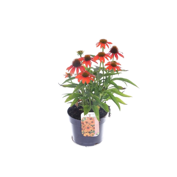 Echinacea purp. Sombrero Orange