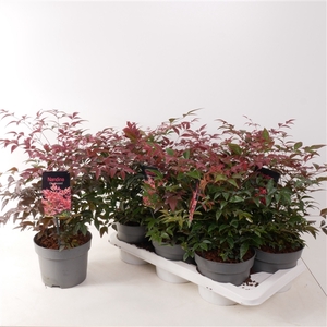 Nandina domestica 'Obsessed' P17