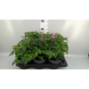 Anemone hupeh. 'Praecox'