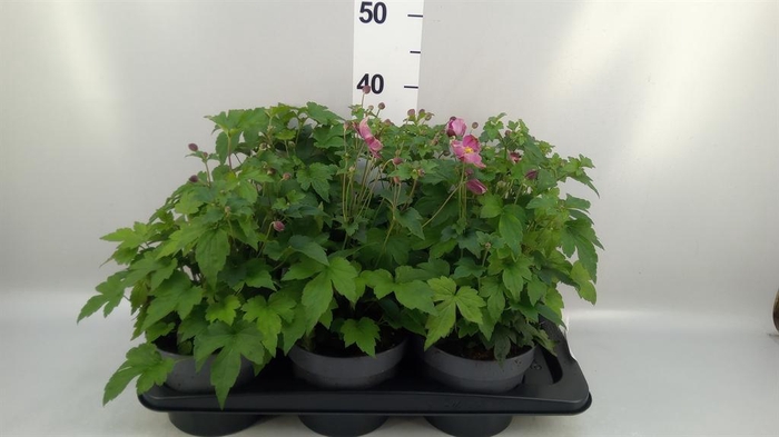 <h4>Anemone hupeh. 'Praecox'</h4>