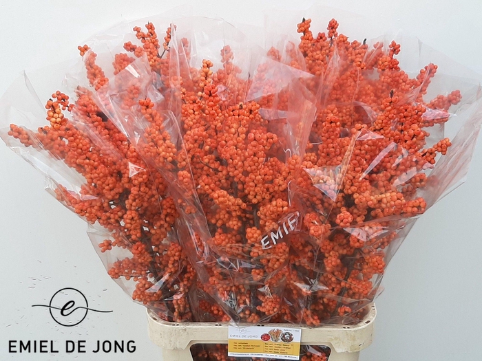 <h4>ILEX VE WINTER GOLD</h4>