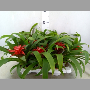 Guzmania  'Confetti'