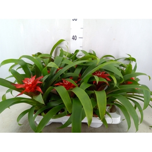 Guzmania  'Confetti'
