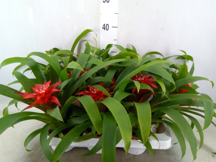 <h4>Guzmania  'Confetti'</h4>
