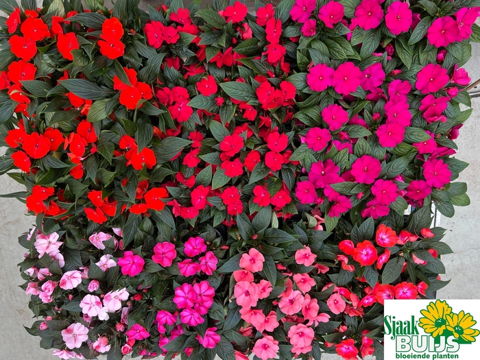 <h4>IMPAT NG GEM 6 KL</h4>