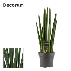 Sansevieria Cylindrica 14 cm Rocket (Decorum)