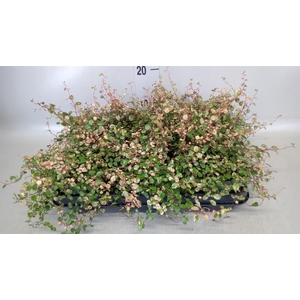 Muehlenbeckia com. 'Golden Girl'