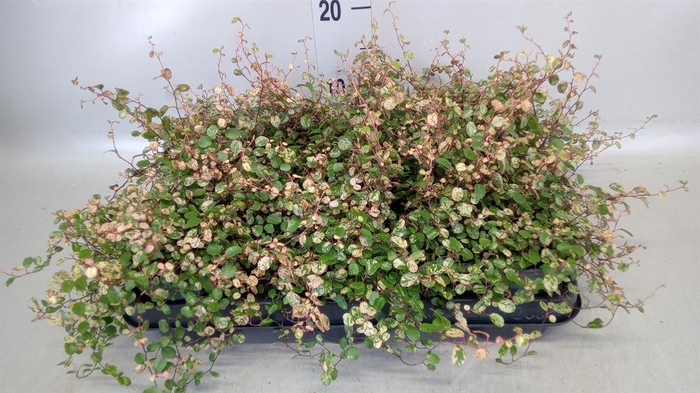 <h4>Muehlenbeckia com. 'Golden Girl'</h4>