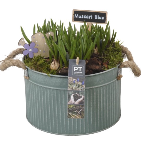 <h4>PTMB1049 Arrangementen Muscari</h4>